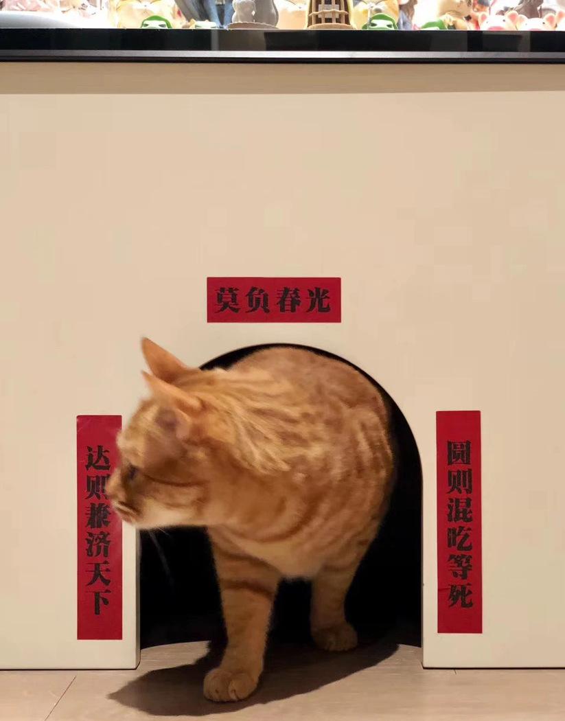 喵星人的温馨家园丨中国重庆丨不详-83