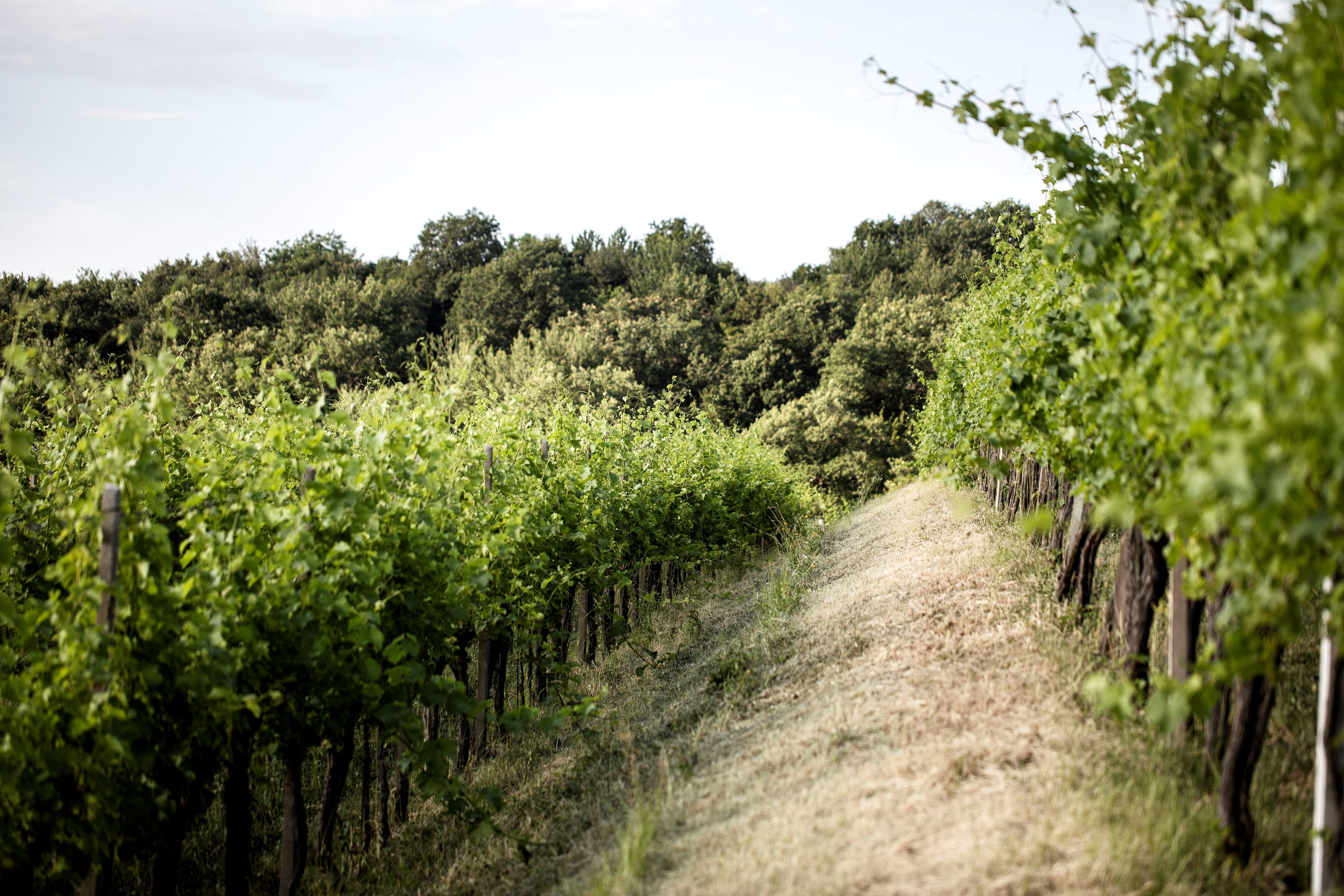 意大利 LaViarte 酒庄现代室内设计，融入自然风光与传统元素-22