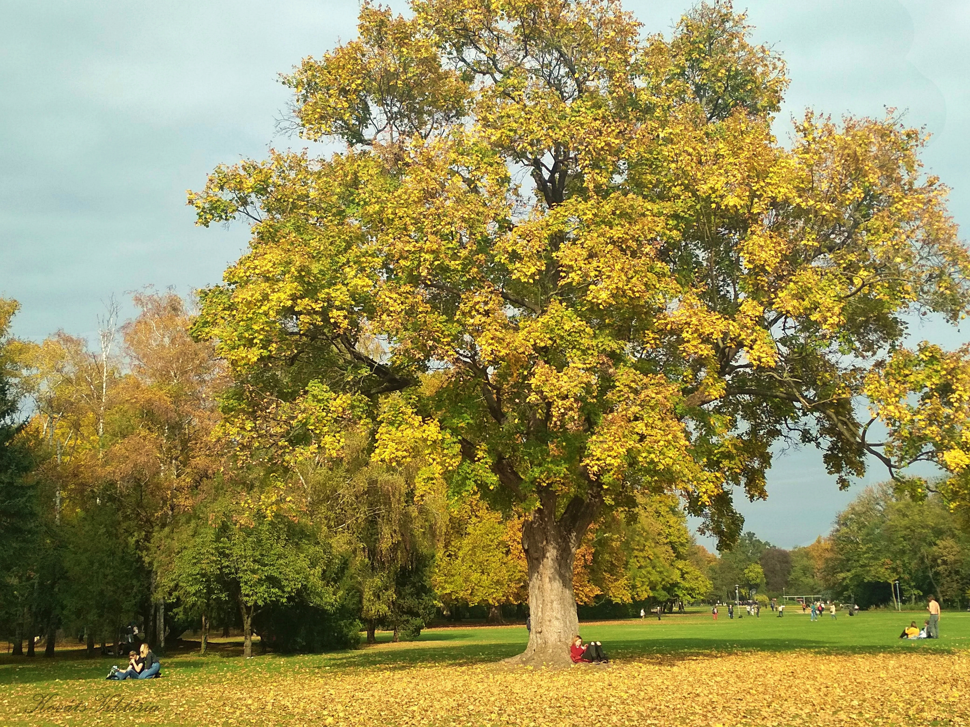 世界上的树木丨Sylvie D.-67