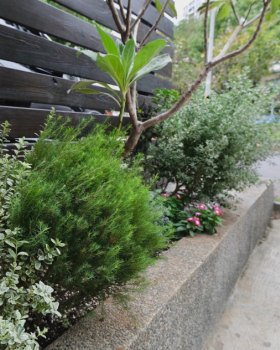 住宅案｜天母｜花園植栽設計