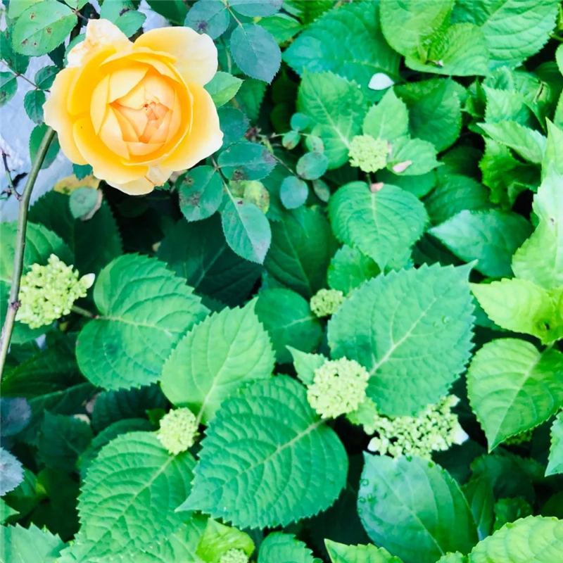 父亲的房子丨杭州品尚设计-42