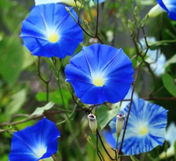 打造惊艳阳台,7 种花卉让空间焕发生机-43