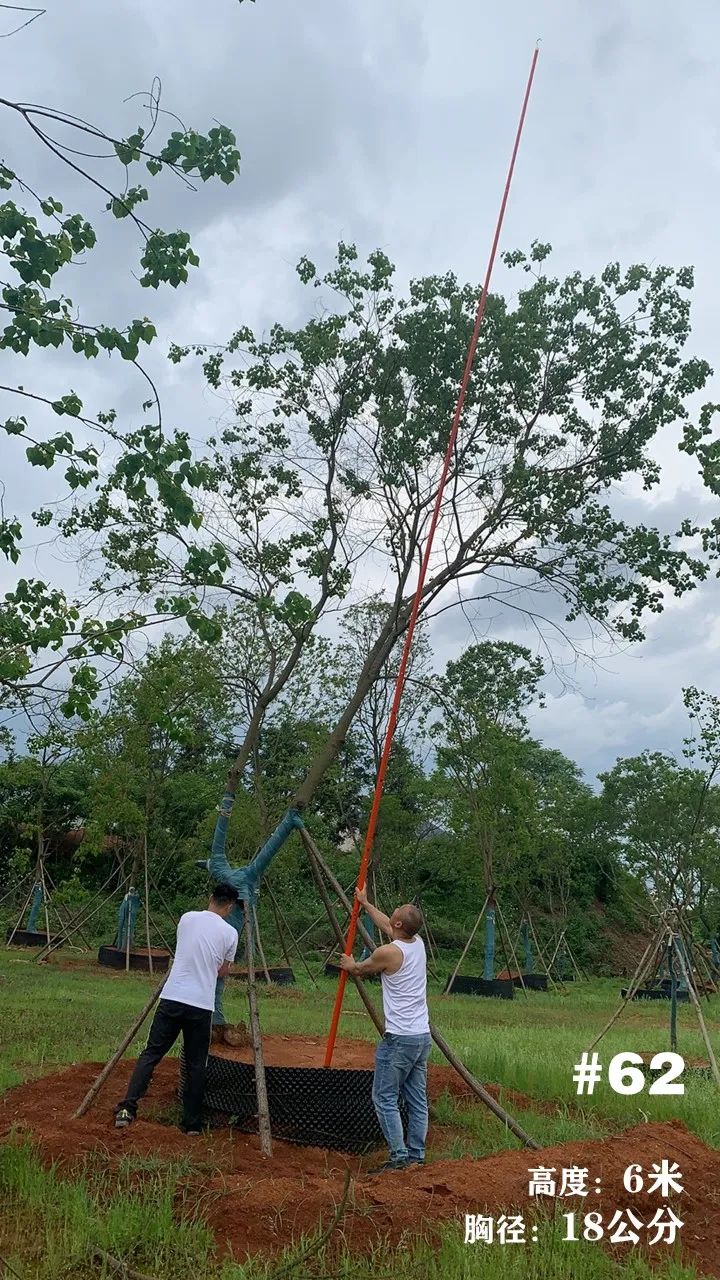 湖南衡阳 148 棵精品乌桕景观设计丨中国衡阳丨看见景观-75