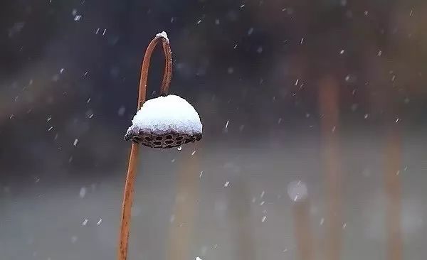 雪竹煮茶 | 冬日里的生活艺术-46