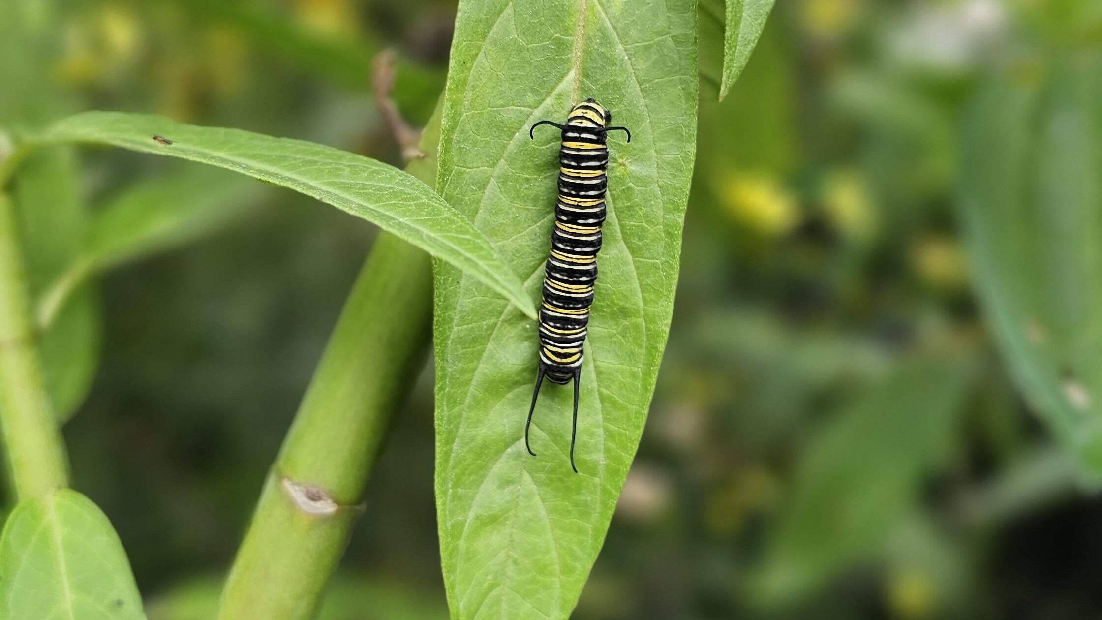 宝利大自然——城市生态系统

注：POLINATURE可能是一个品牌名或特定名称，这里音译为宝利大自然，如果它有特定规范译法，请结合实际情况调整 丨美国丨未明确提及主导设计方-15