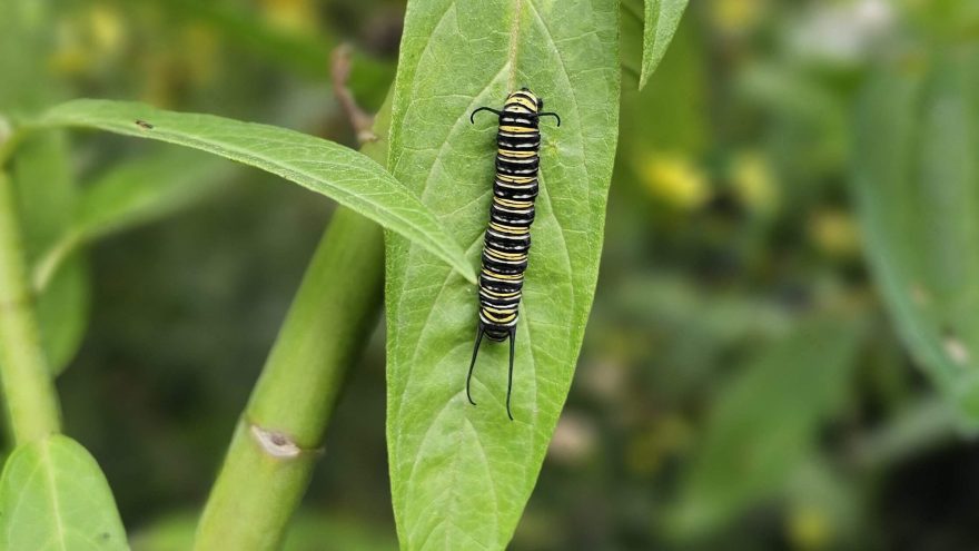 宝利大自然——城市生态系统
注:POLINATURE可能是一个品牌名或特定名称,这里音译为宝利大自然,如果它有特定规范译法,请结合实际情况调整 丨美国丨未明确提及主导设计方-15