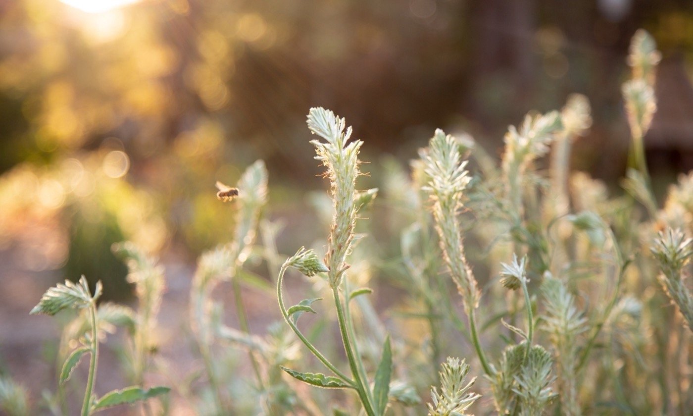 澳大利亚 Bilya Marlee 土著研究学院丨UDLA-26