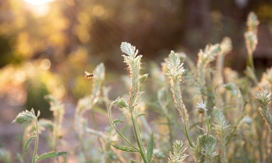 澳大利亚 Bilya Marlee 土著研究学院丨UDLA-26
