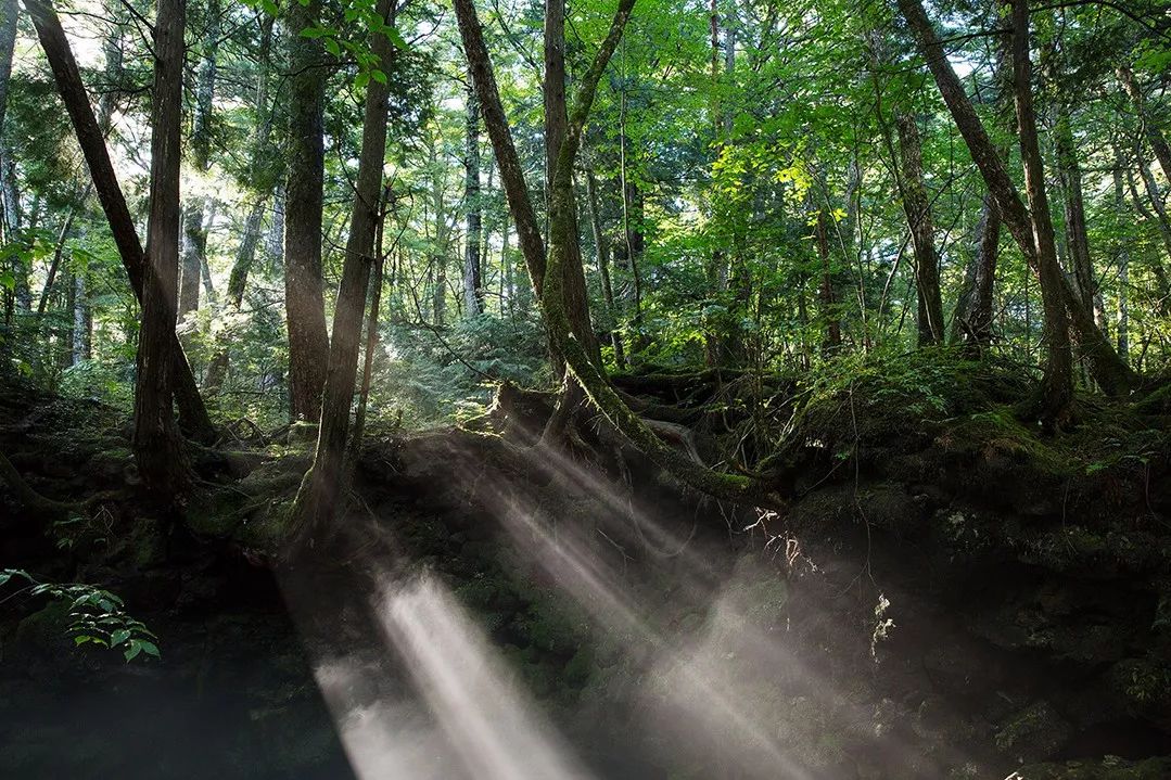 京都虹夕诺雅 | 野奢中的野奢，美到窒息！-125