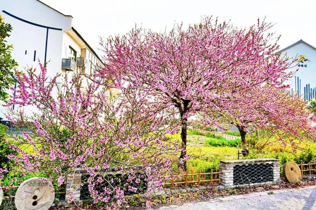 境作|恋“练”春光，“宝藏”踏青地：青浦徐练村，有多好逛？-56