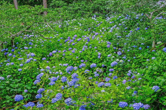 明月院庭园等景观丨日本神奈川-44