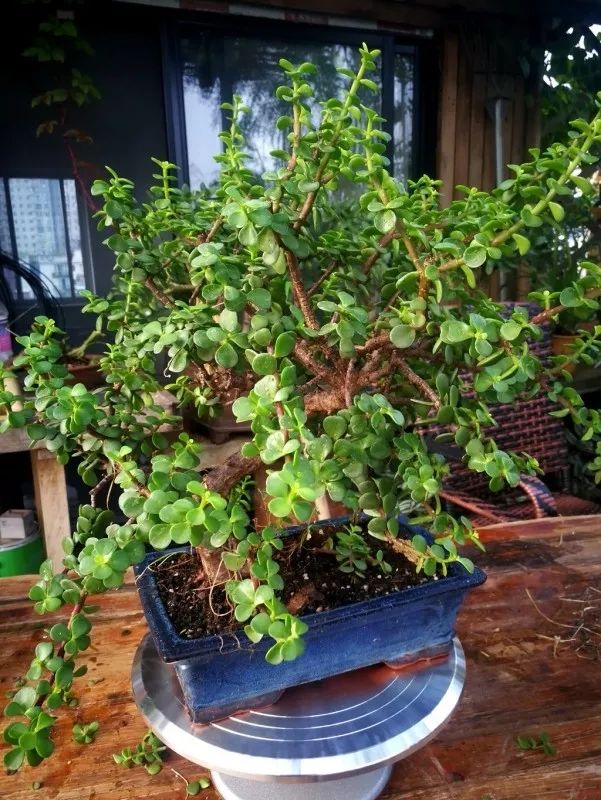 不惑之年，他自己动手建了一座楼顶花园，养花种菜喂鱼……-195