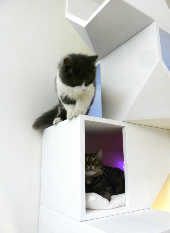 四层猫咪屋丨Mojorno-0