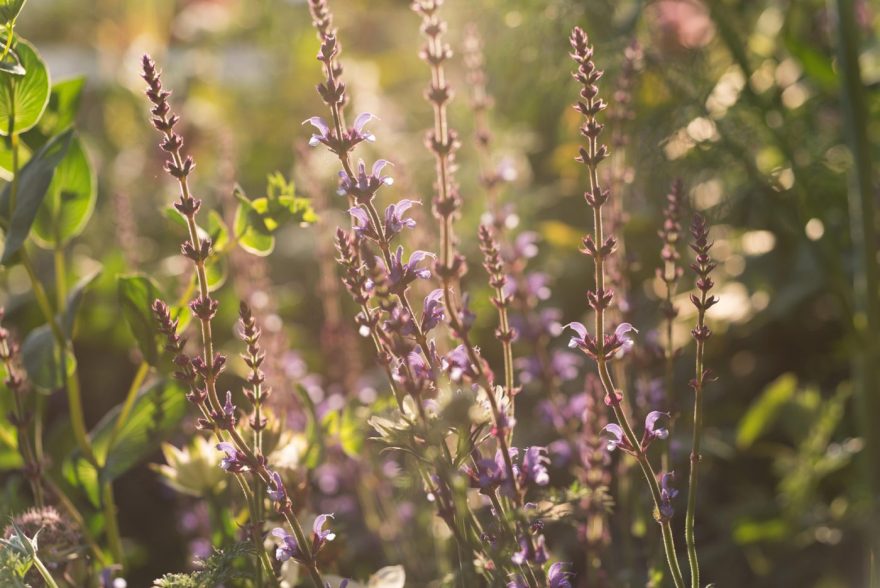 2018 Trailfinders南非葡萄酒庄园展示花园丨Jonathan Snow-9