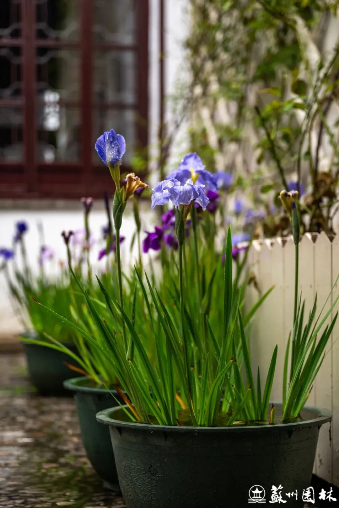 轻舟端阳！狮子林冷色系主题花境上新！-30