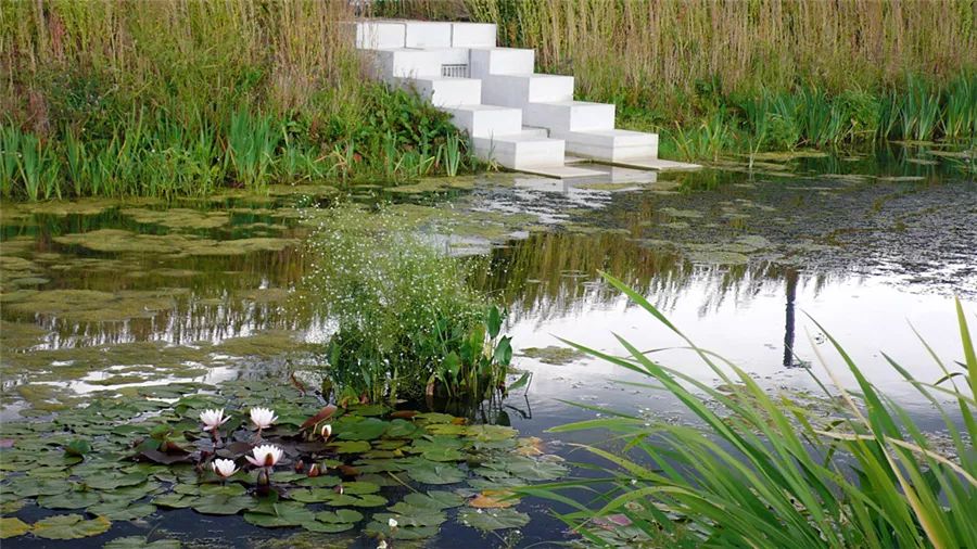 边界植物在景观设计中的妙用-70