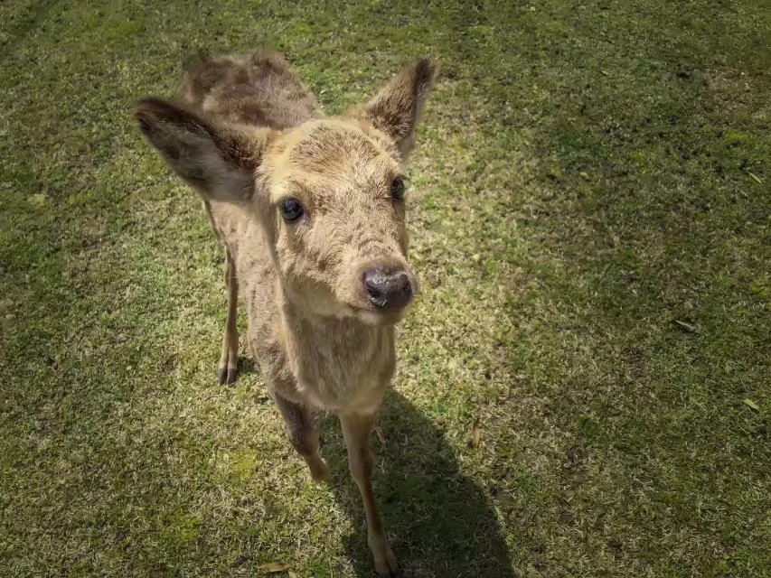 成都 130 平简美风家居,浪漫麋鹿元素满屋-2