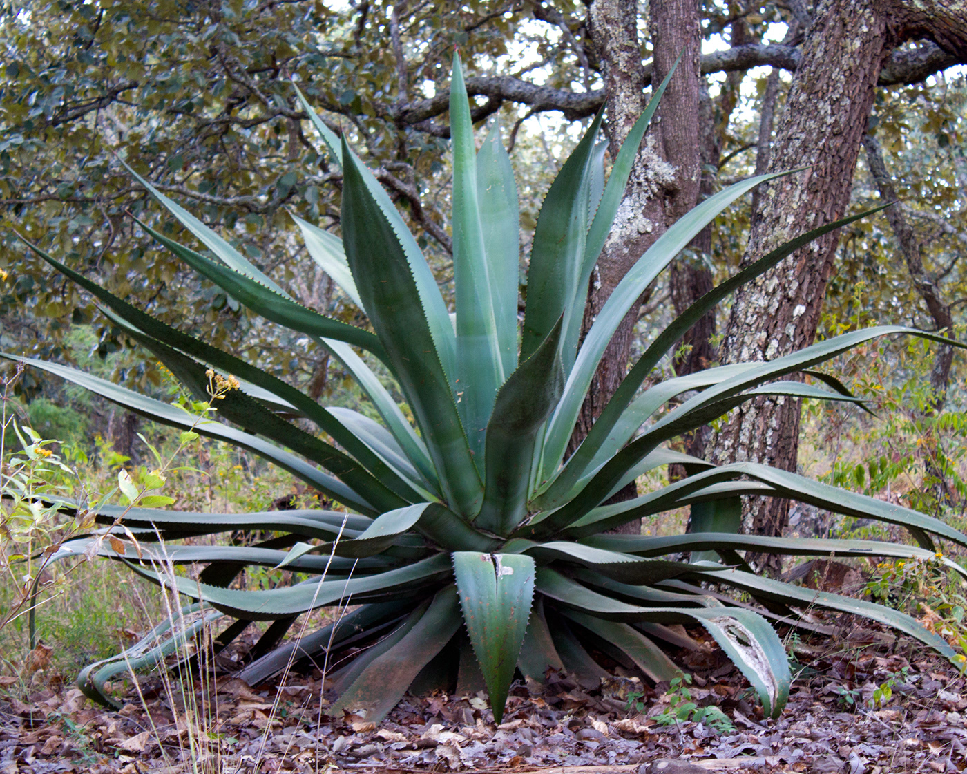 Km 4 Camino A Citala-3