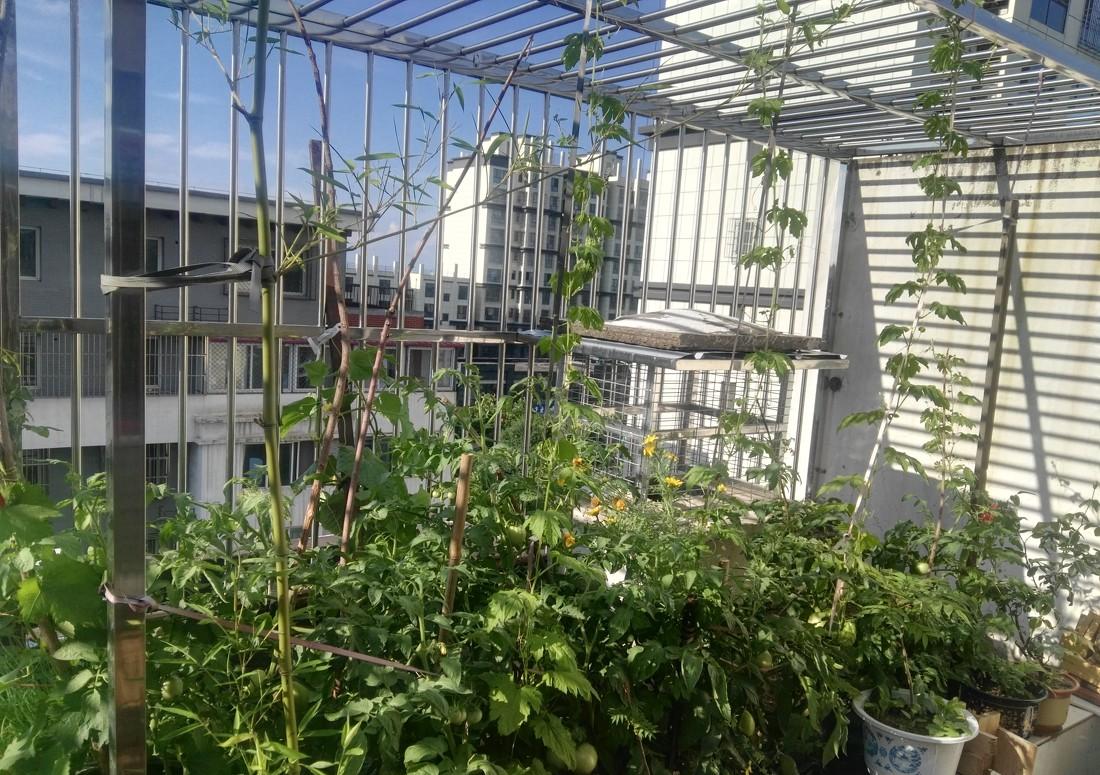 
屋顶立体种植 -8