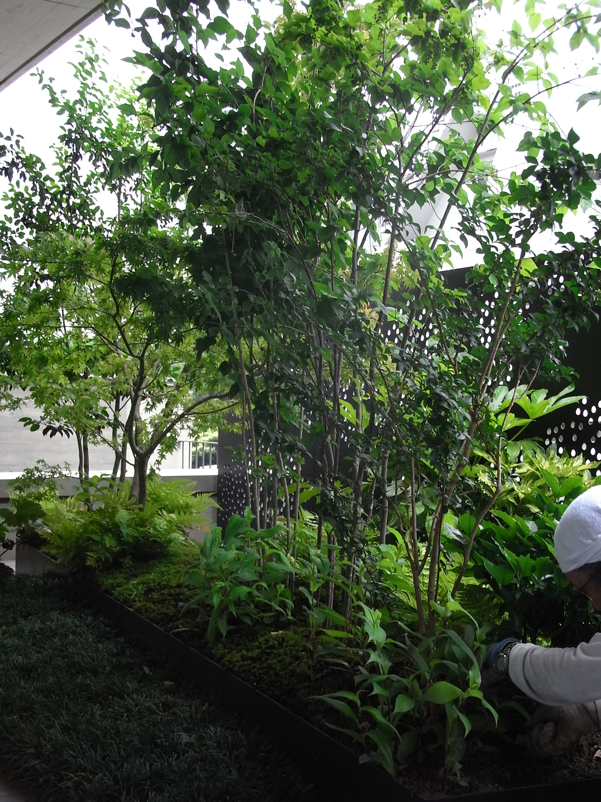 一番町弘和ビル屋上庭園丨松田平田设计-37