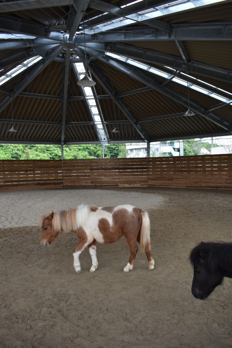 のぞえ牧場ギャロップオープン丨環・設計工房-20