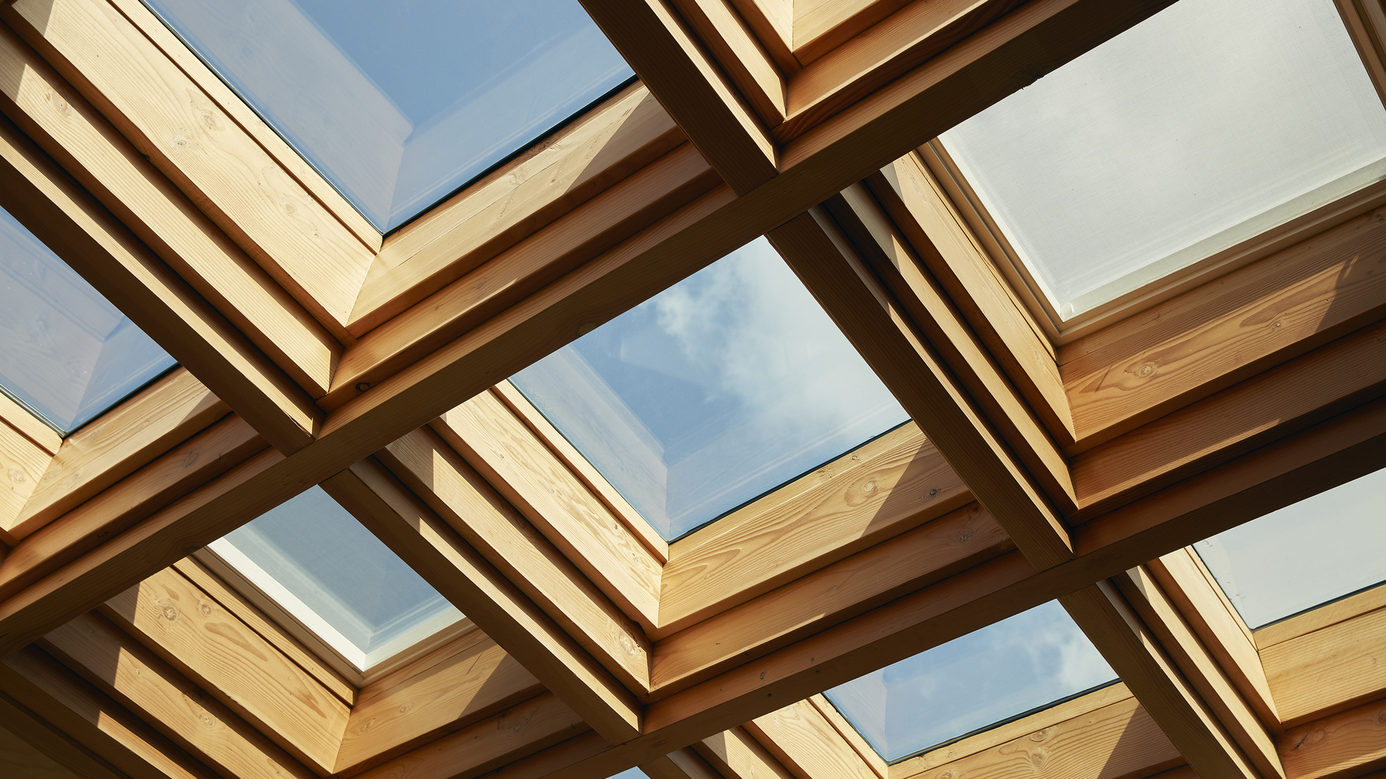 杨树丛丨美国华盛顿丨BLDUS-52