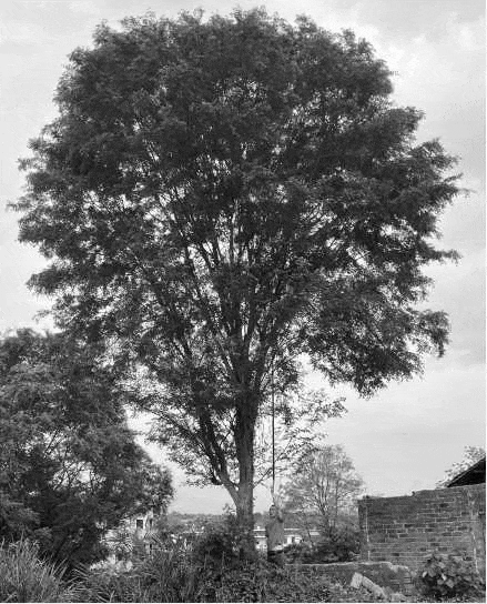 湖南师大附中双语树人学校丨中国长沙丨希尔-90