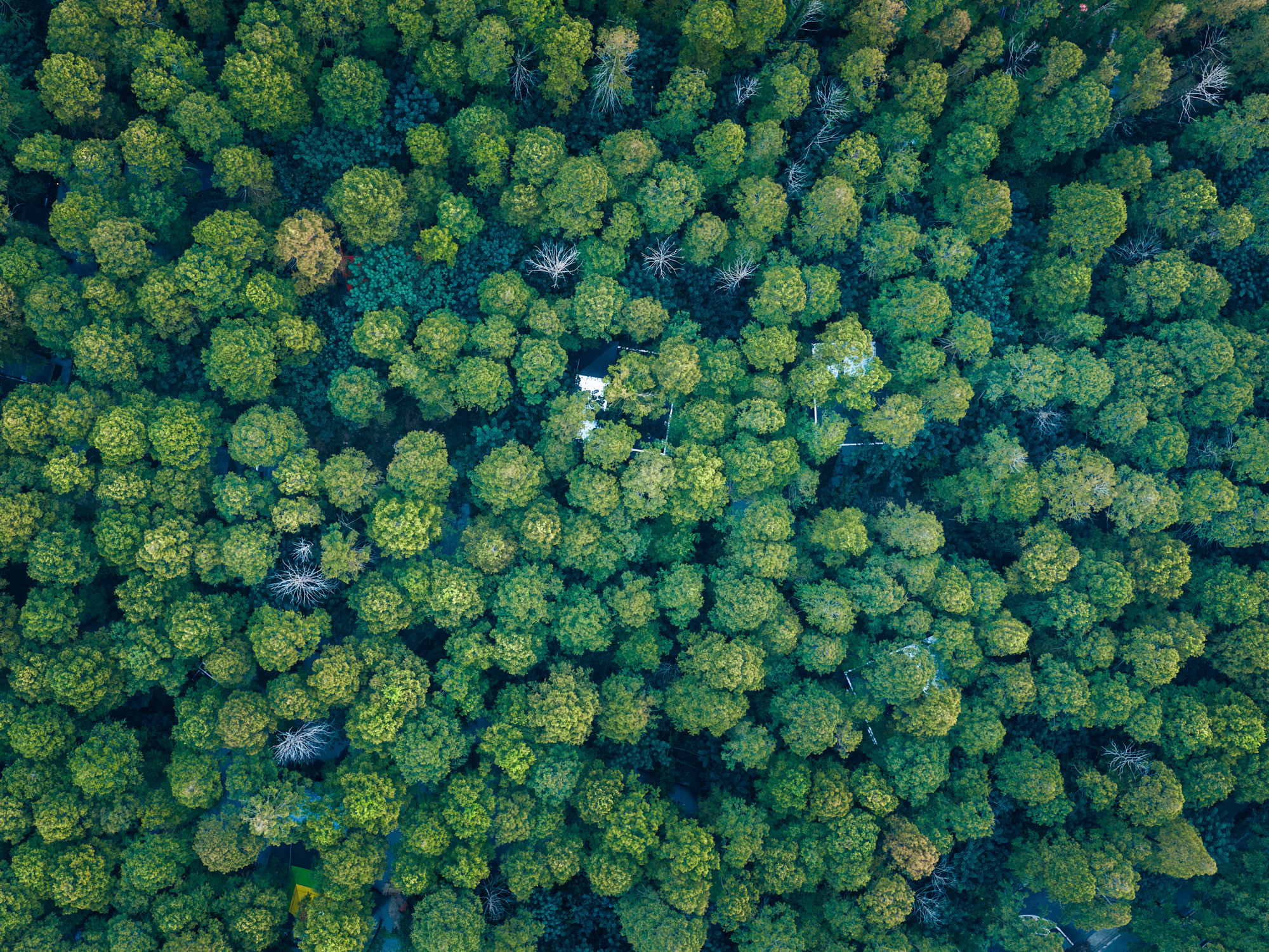 Merryda Wiki World-Secret Camp / Wiki World + Advanced Architecture Lab-12