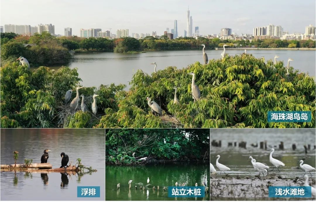 海珠湿地生物多样性保护修复工程丨中国广州丨广州市城市规划勘测设计研究院-34