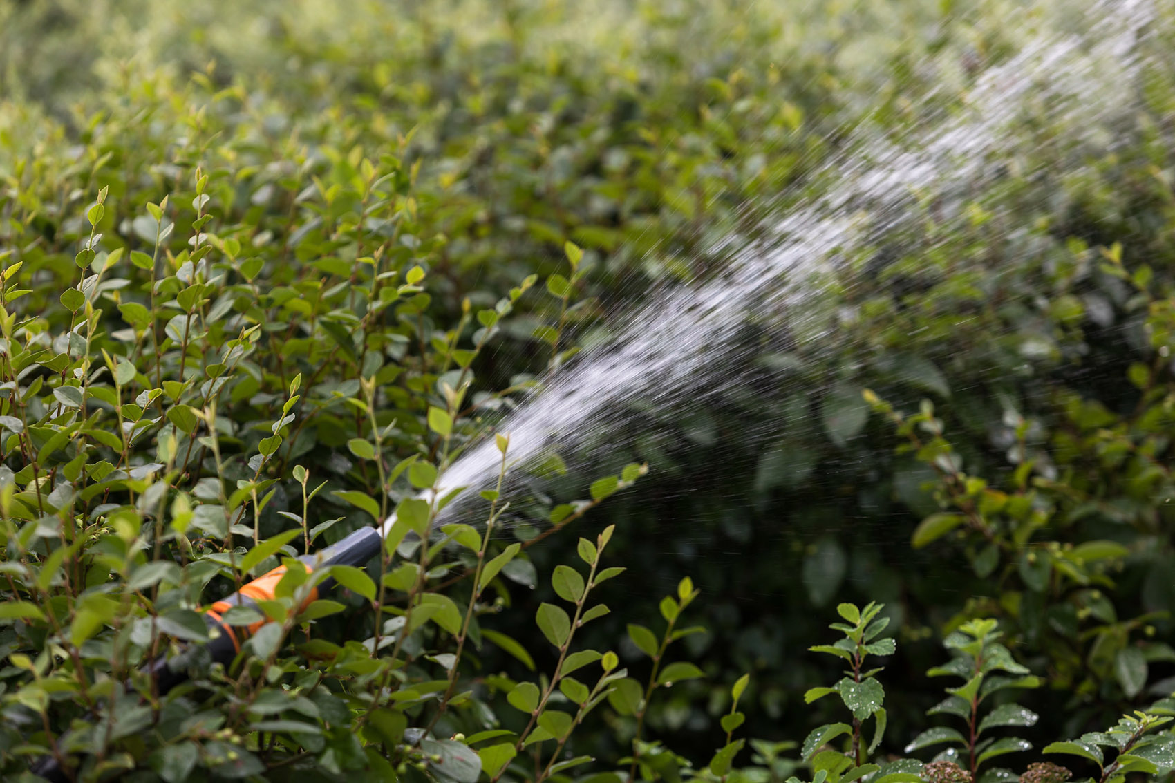 俄罗斯住宅区的雨水花园丨Brusnika-30