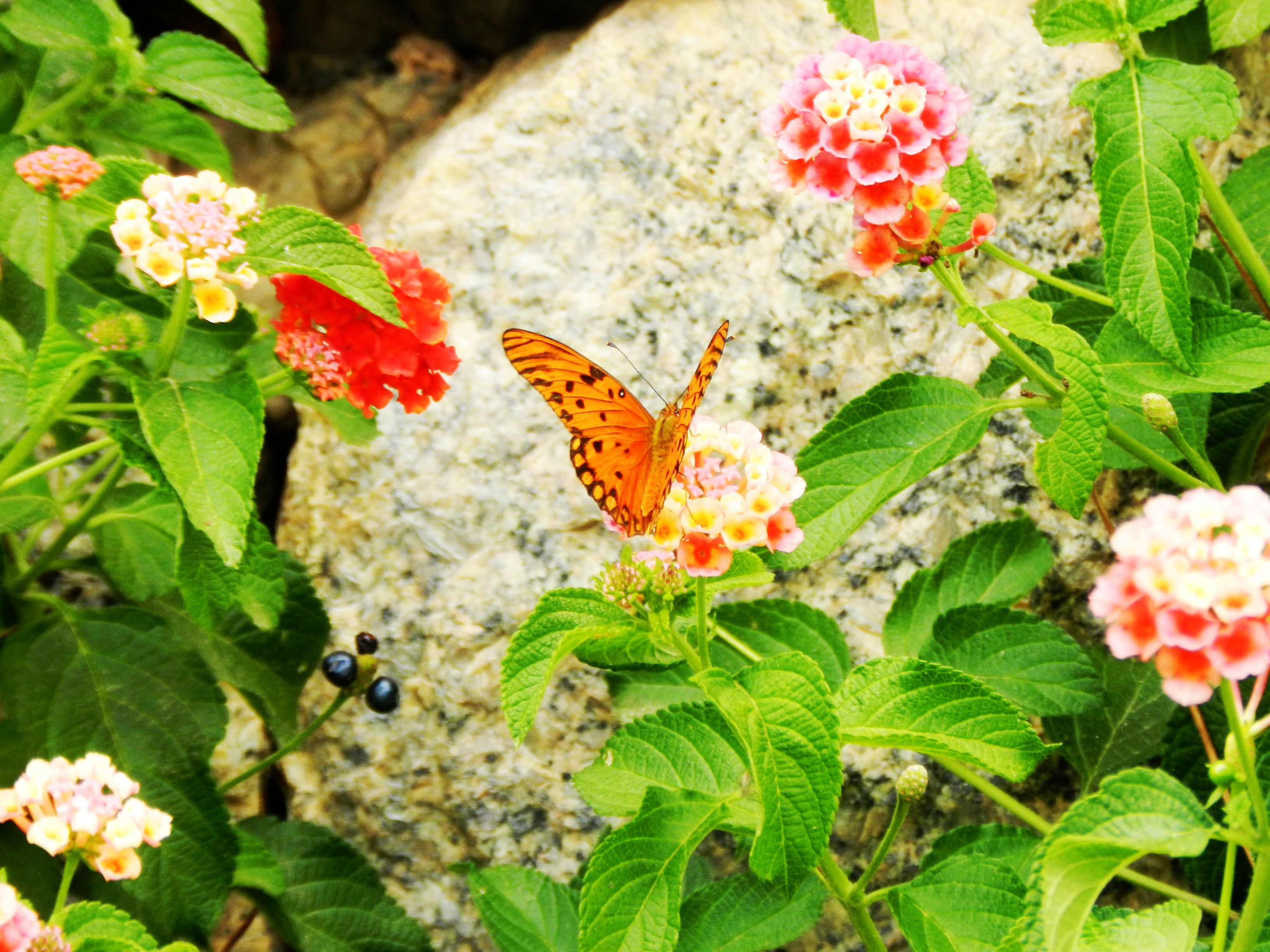 卡萨 VR02丨巴西圣保罗丨Firm ALN Arquitetos-33