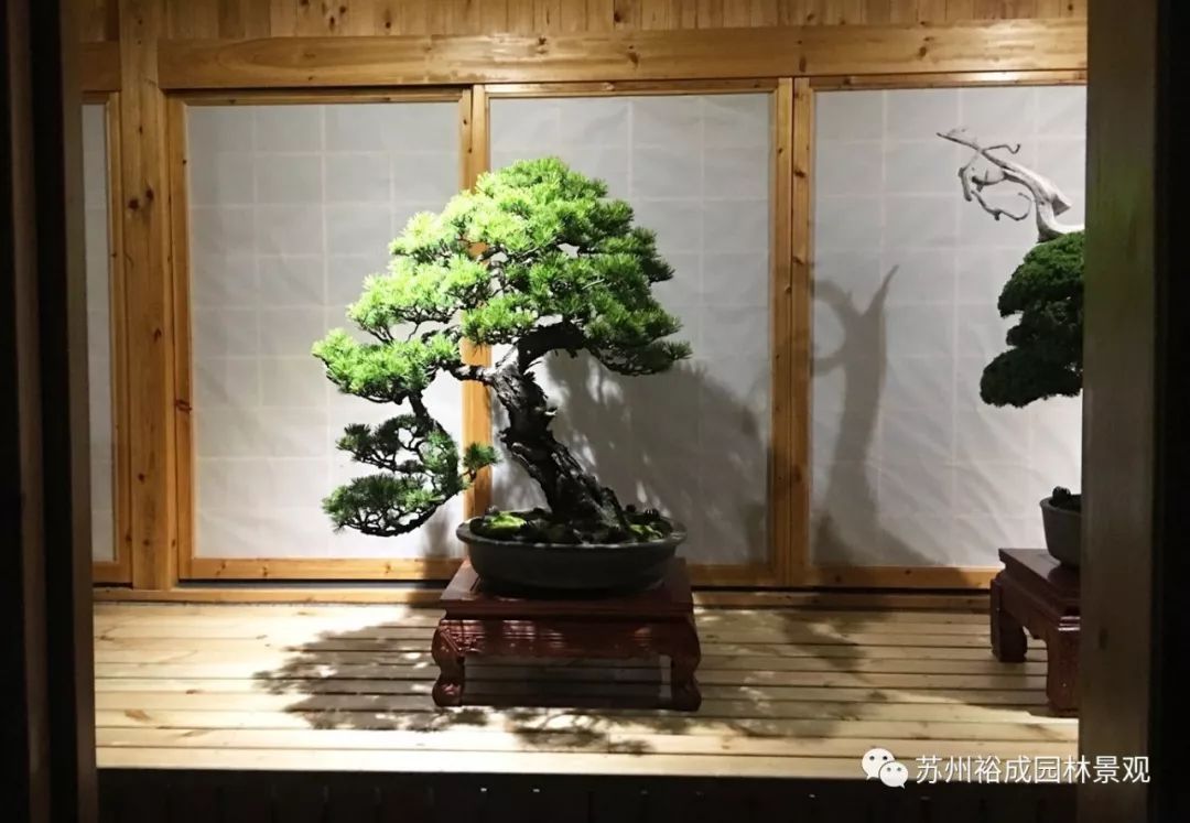 禅意屋顶花园，品茗抚琴如诗如画-16