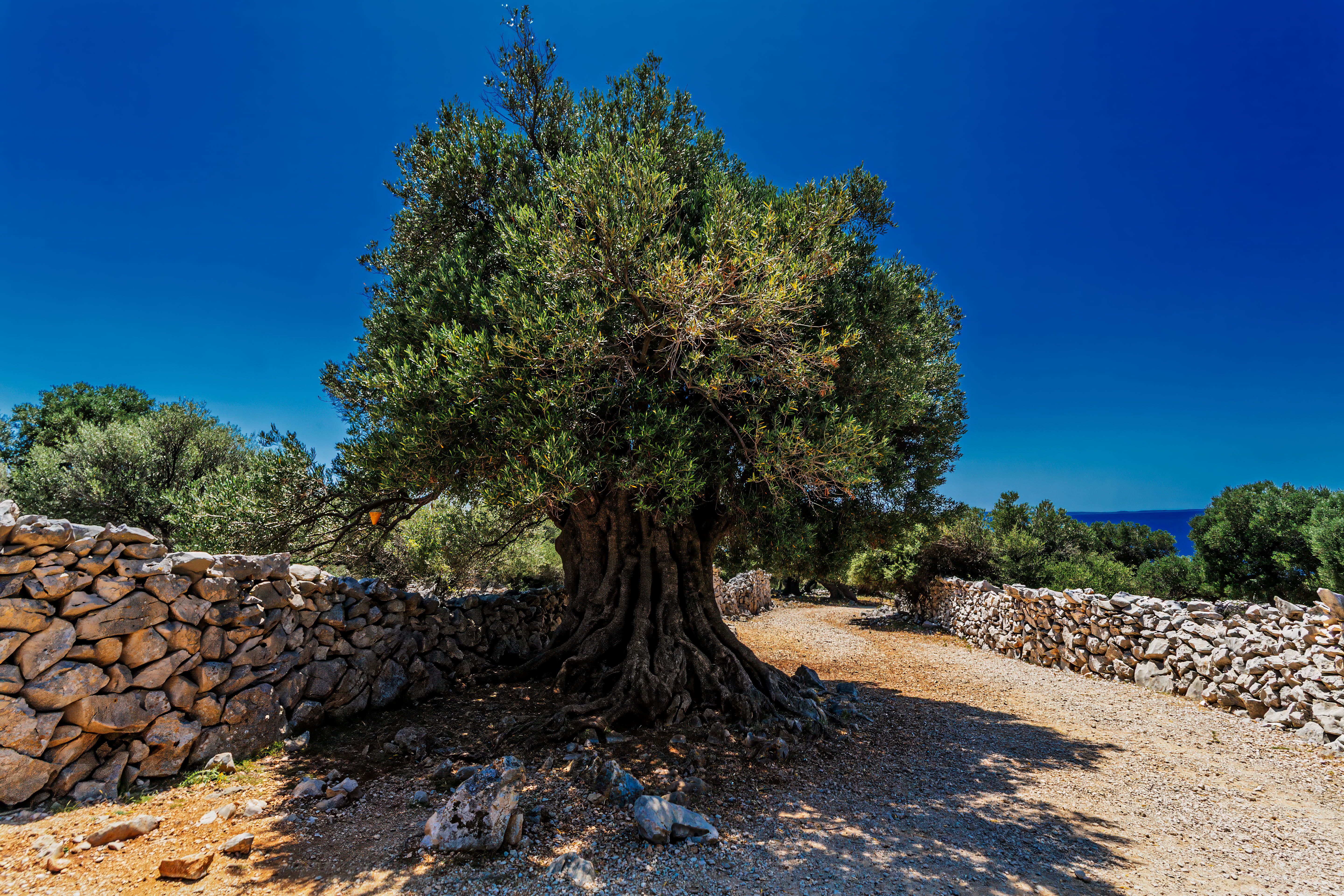 世界上的树木丨Sylvie D.-275