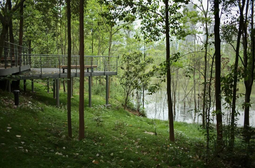 城市掌心的生态山野——麓野公园-206