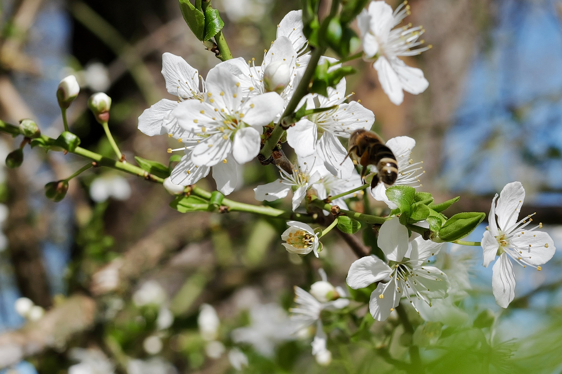赖希诺夫城堡丨Gustav Hauer-9