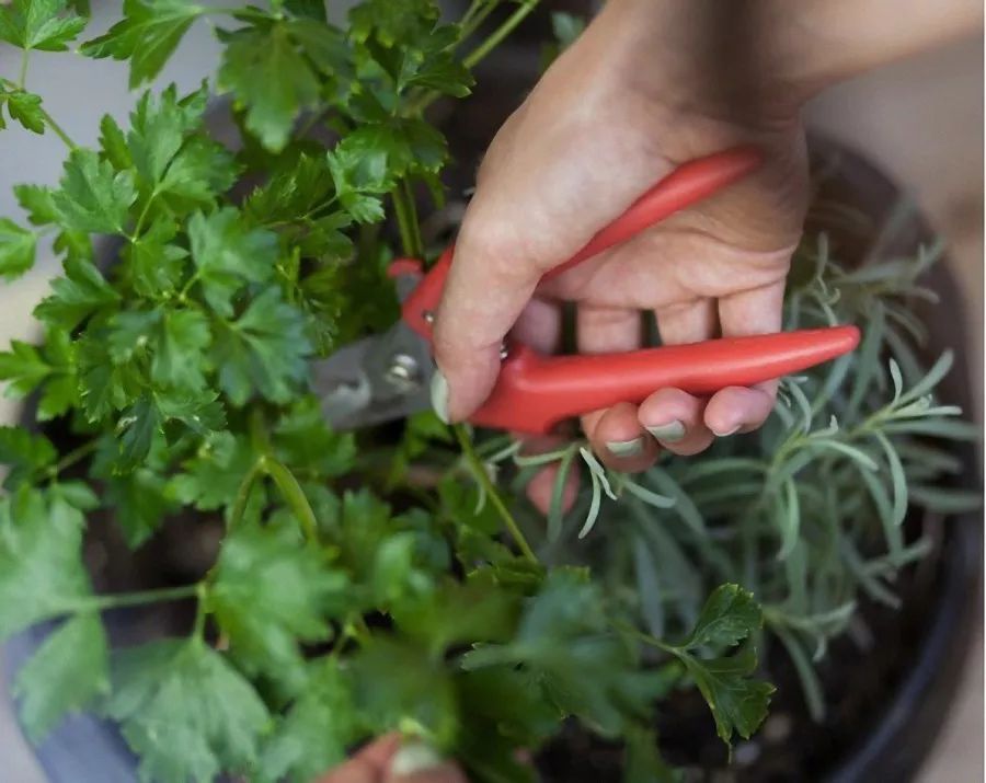 与自然共生 | 一个被植物包围的家-45