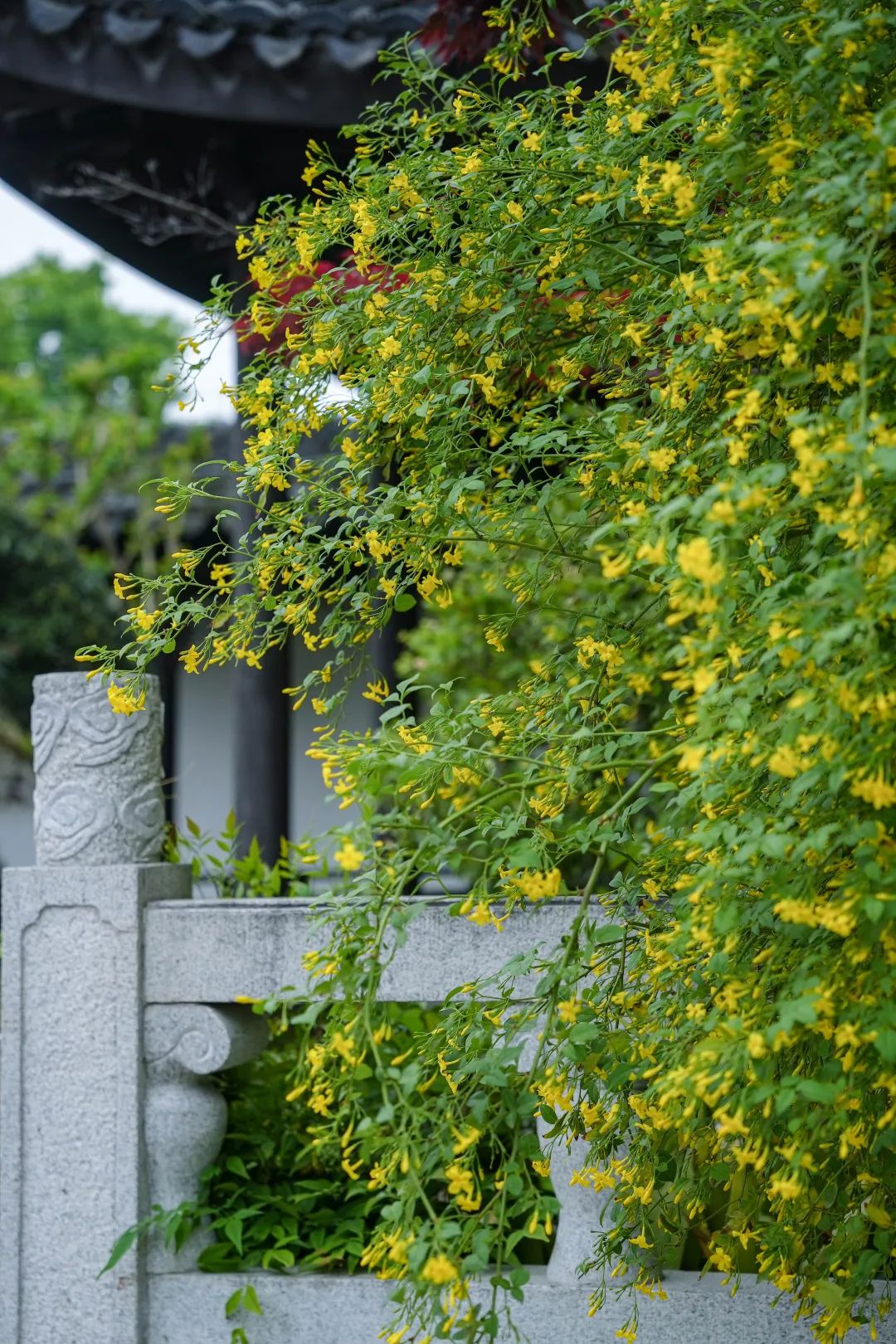 苏州园林景观植物设计丨中国苏州丨苏州研究所-209