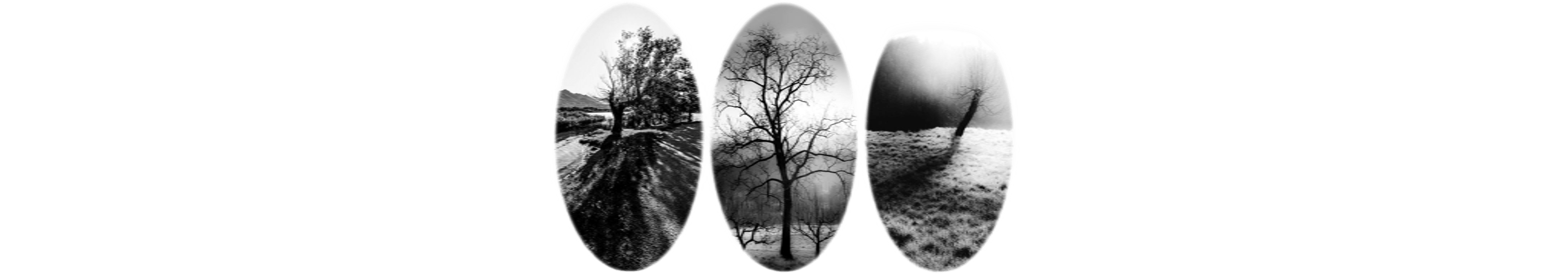 世界上的树木丨Sylvie D.-229