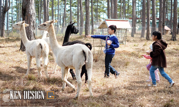 Zoodoo(澳大利亚风格动物园咖啡馆)丨越南-18