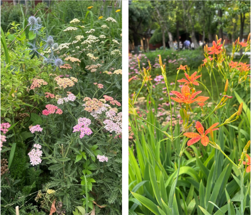 北京市三里屯西五街5号院花园丨中国北京丨OneScape一域景观事务所-210