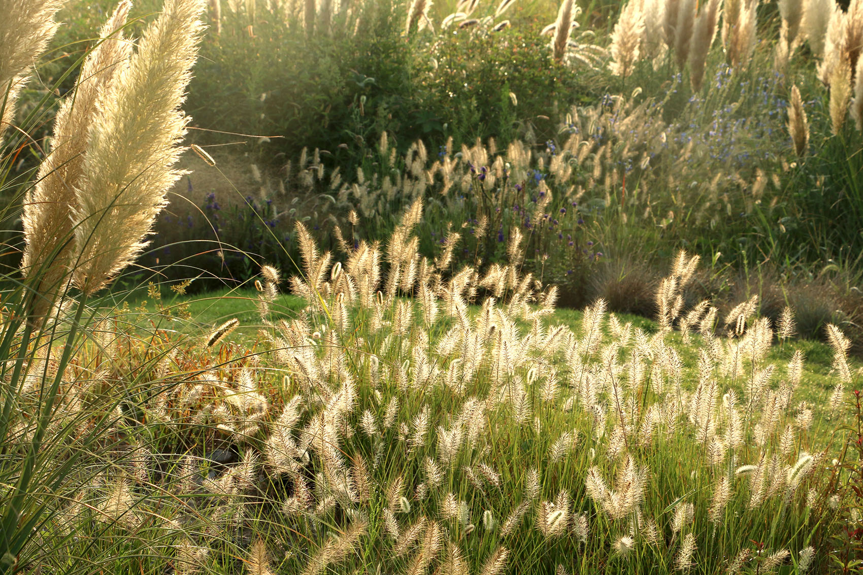 多岛海野草公园丨中国日照丨孔祥伟工作室-69