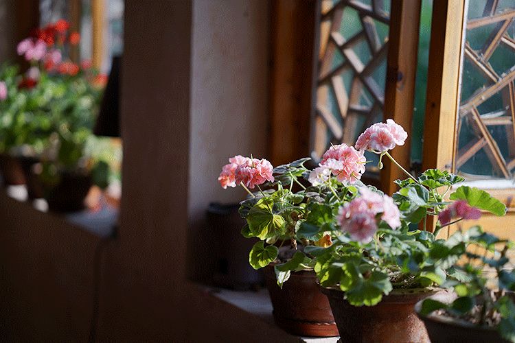 辞去工作，历时7个月，他们过上了有院子，有诗和远方的生活-102