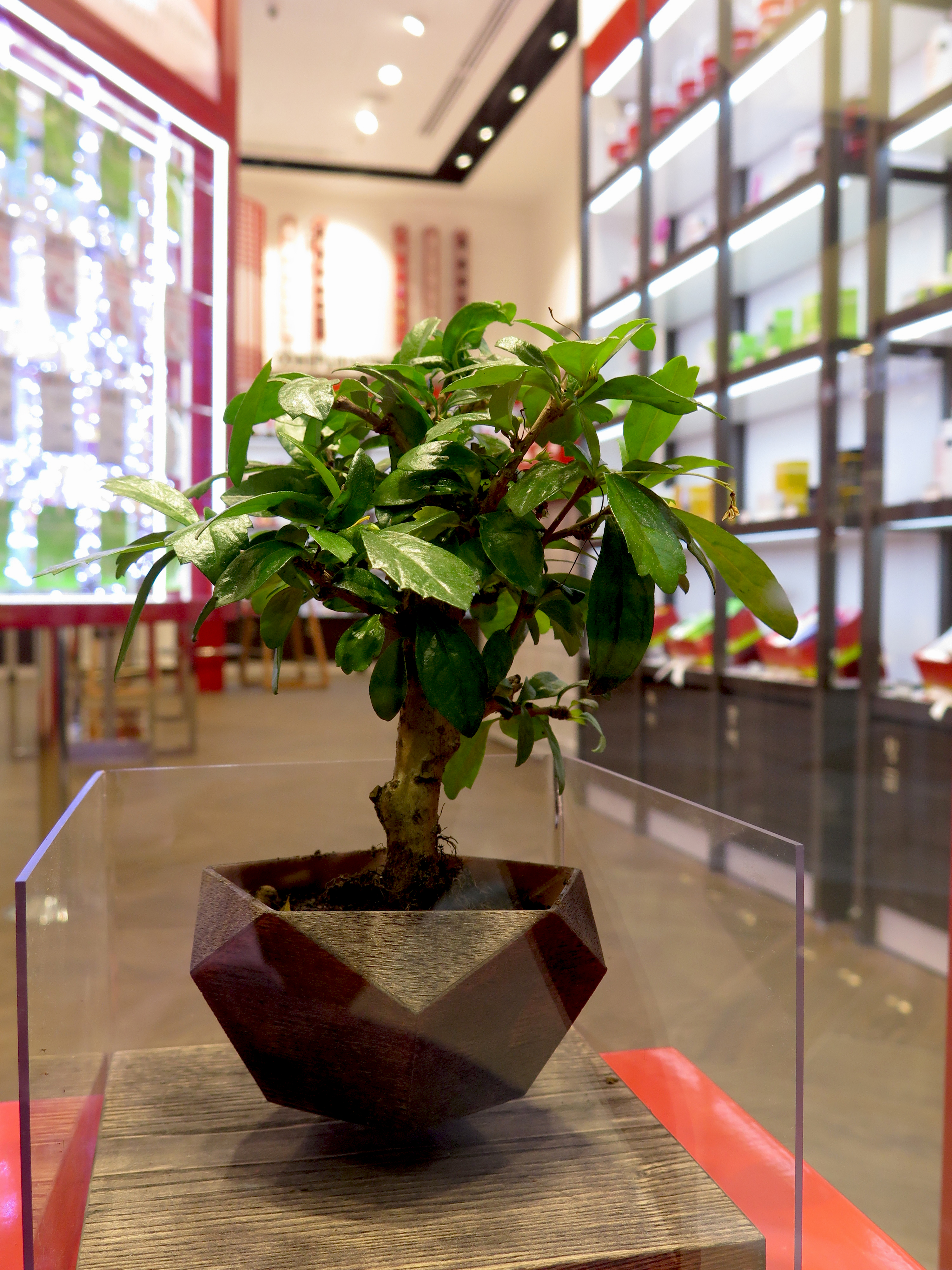 融合韩医草本精粹的莫斯科护肤品牌店设计-9