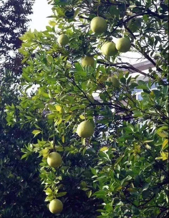 罗汉松 | 庭院中的守财吉祥树-205