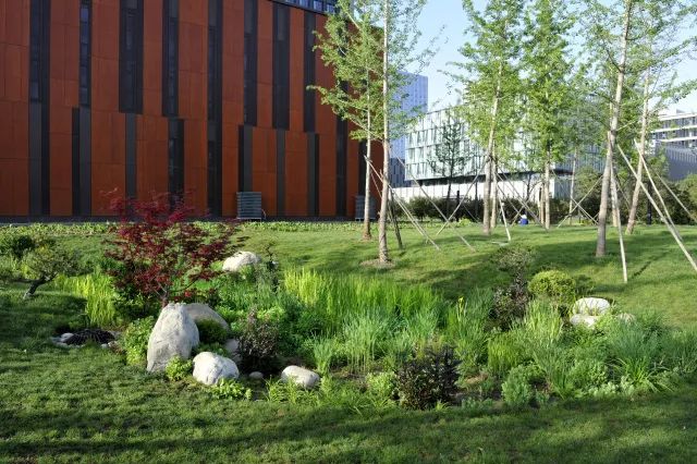 英国友人冒雨打卡海绵城市，意景设计师陪同揭秘海绵城市的“中国答案”-26