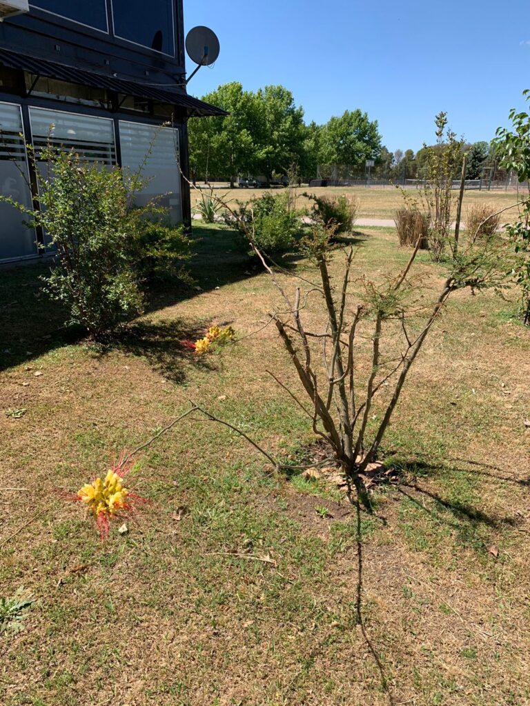 澳大利亚医院治疗花园设计项目丨阿根廷布宜诺斯艾利斯丨Valeria Lennon（农业工程师兼景观设计师）-26