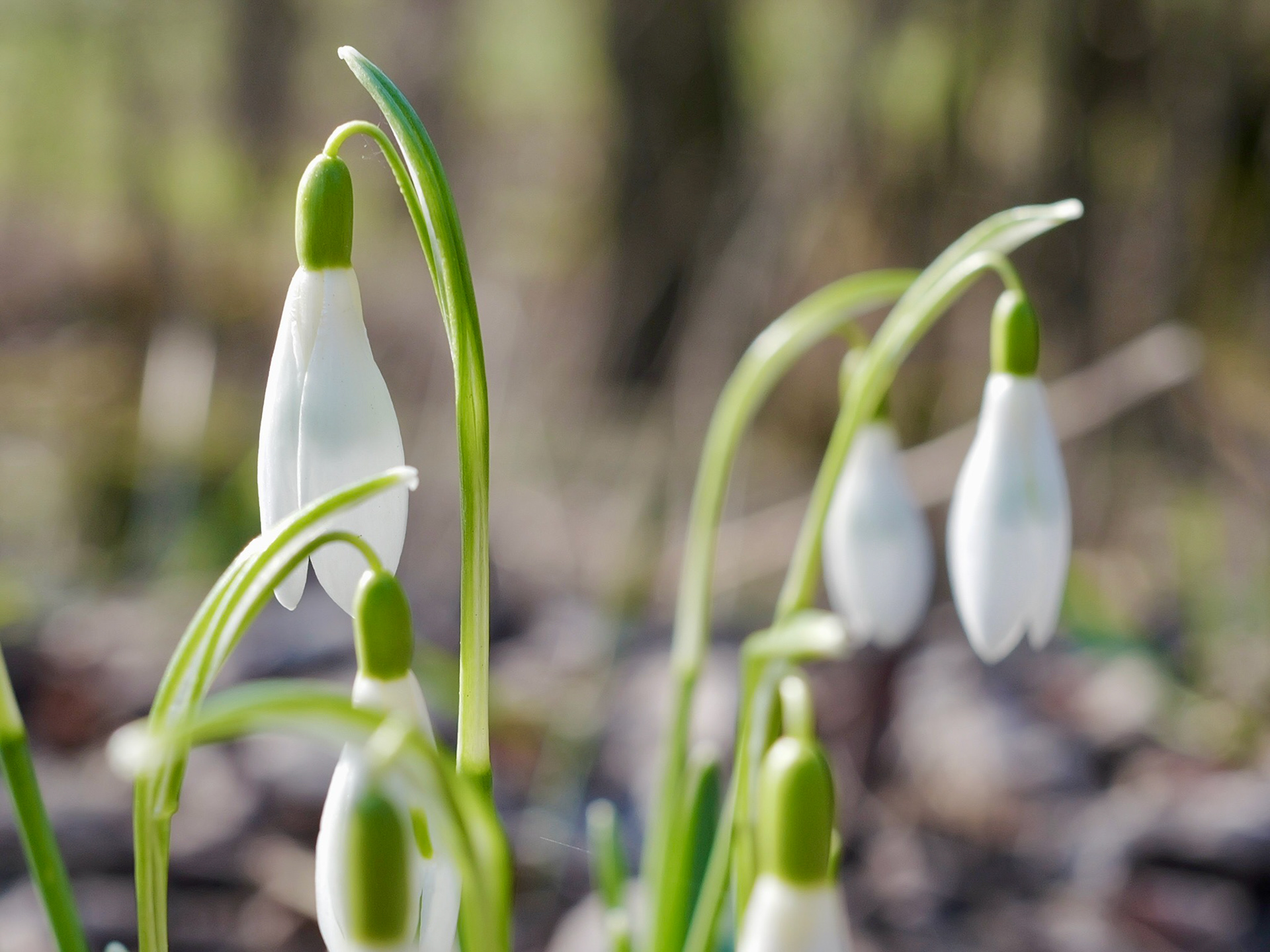 赖希诺夫城堡丨Gustav Hauer-5