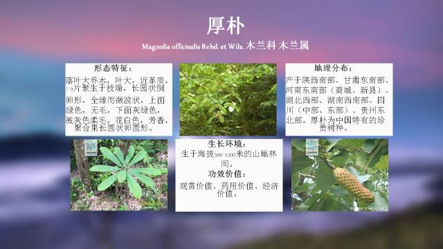 秋凌景观陪伴你学习的第3128天-23