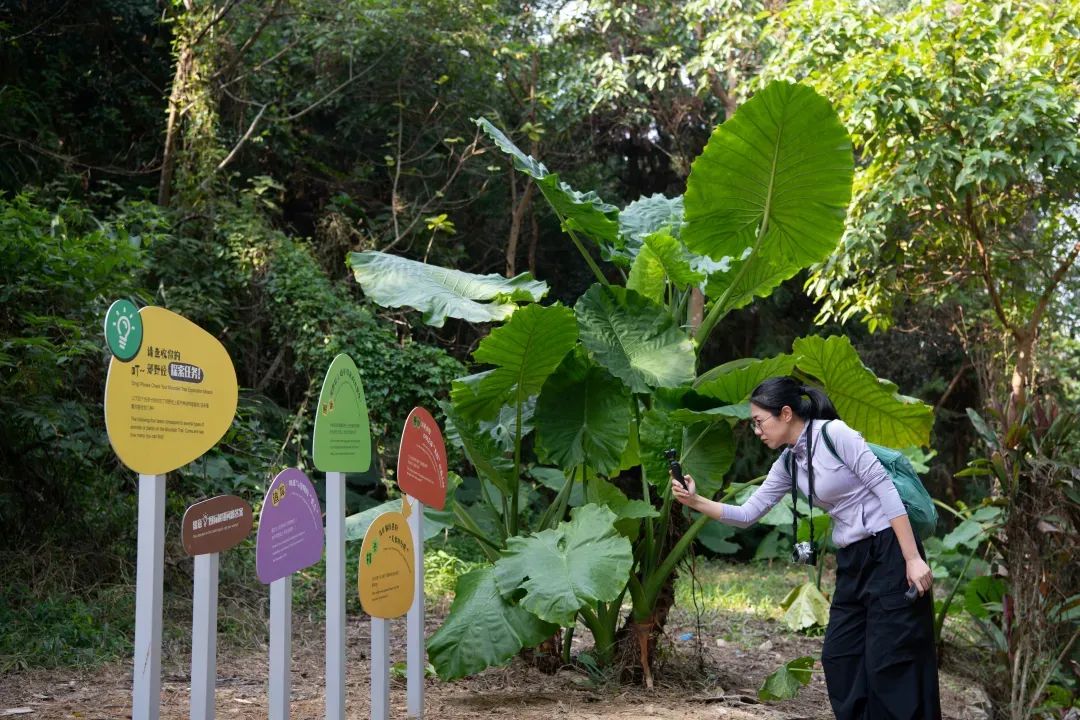 未名新作|山野有乾坤都市藏鲲鹏-深圳山海连城计划罗湖区东湖公园郊野径-莲塘口岸线-148