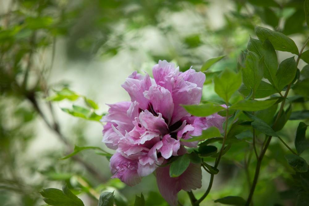 La Ballue城堡花园-11